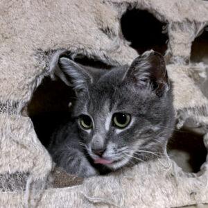 Enlarge Tina, a ADOPTABLE Domestic Short Hair in Mississauga, ON image 6/6