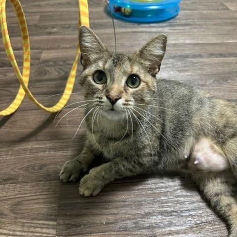 Enlarge Sora, a Adoptable Domestic Short Hair in Menasha, WI image 4/6