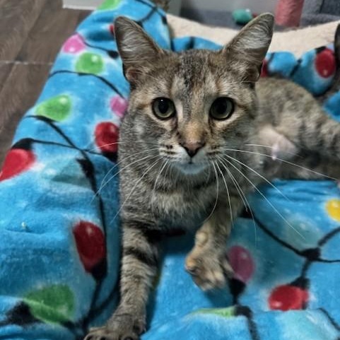 Sora, an adoptable Domestic Short Hair in Menasha, WI, 54952 | Photo Image 6