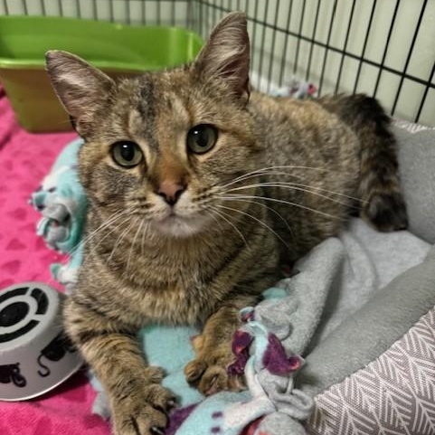 Enlarge Sora, a Adoptable Domestic Short Hair in Menasha, WI image 6/6