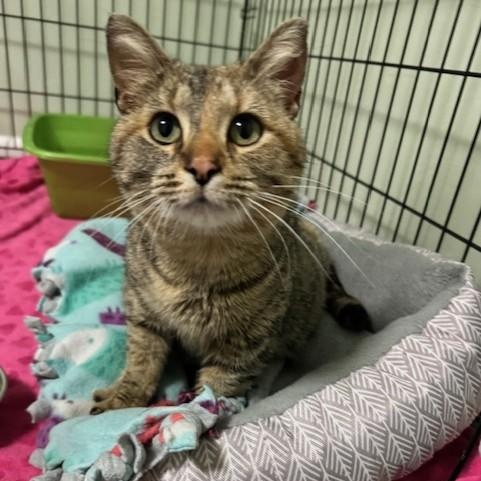 Enlarge Sora, a Adoptable Domestic Short Hair in Menasha, WI image 1/6