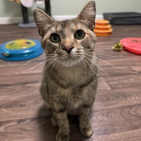 Enlarge Sora, a Adoptable Domestic Short Hair in Menasha, WI image 2/6