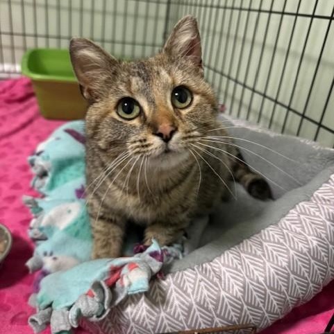 Enlarge Sora, a Adoptable Domestic Short Hair in Menasha, WI image 5/6