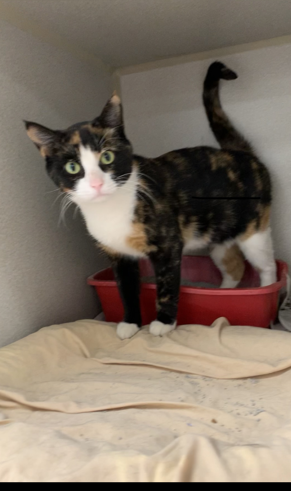 Enlarge Sue, a Adoptable mixed breed in Sharpsville, PA image 1/2