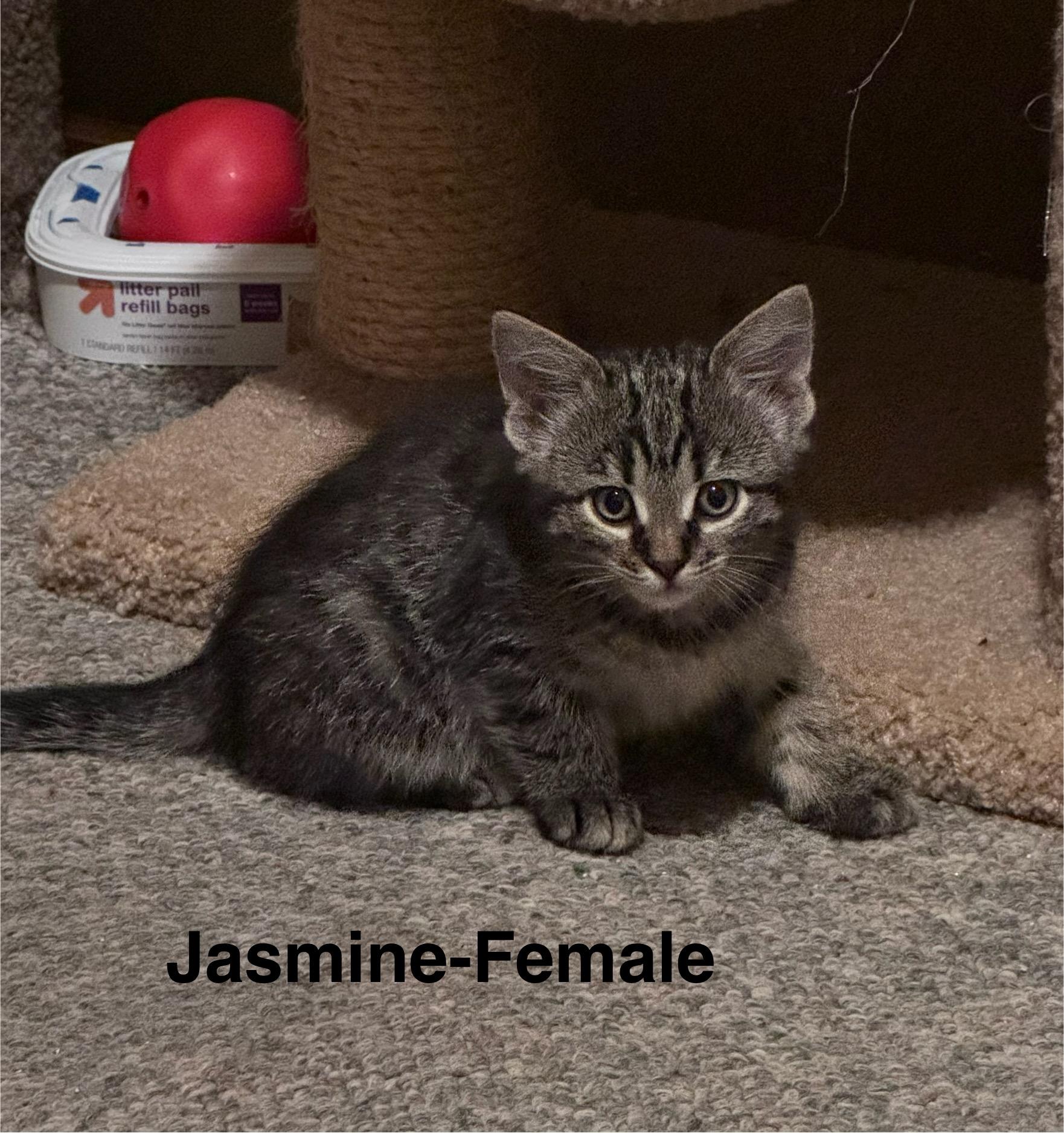 Jasmine, Adoptable, Kitten Female Domestic Medium Hair.