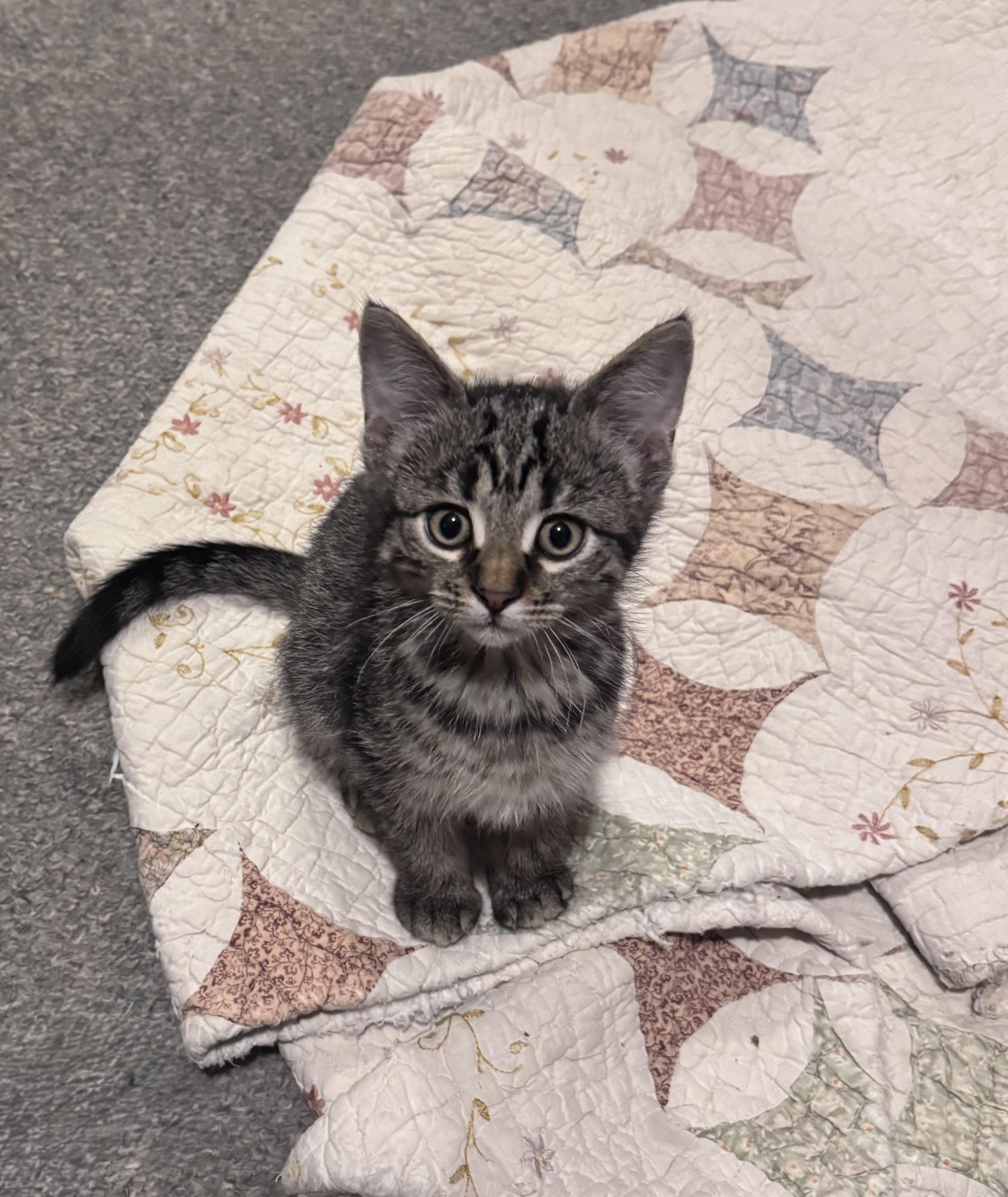Enlarge Jasmine, an adopted Domestic Medium Hair in Crystal Lake, IL image 1/1