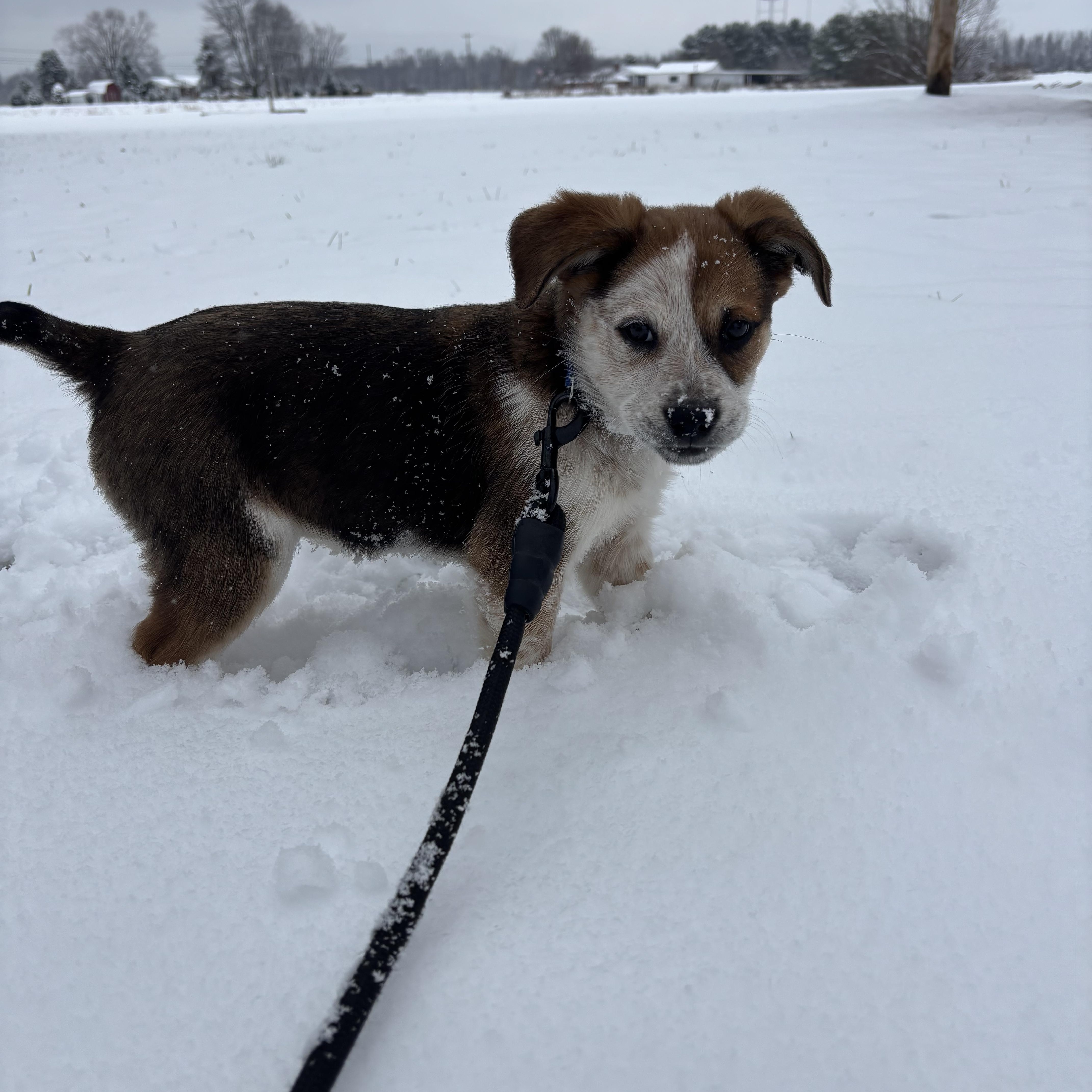 Presley, ADOPTABLE, Puppy Female Australian Cattle Dog / Blue Heeler.