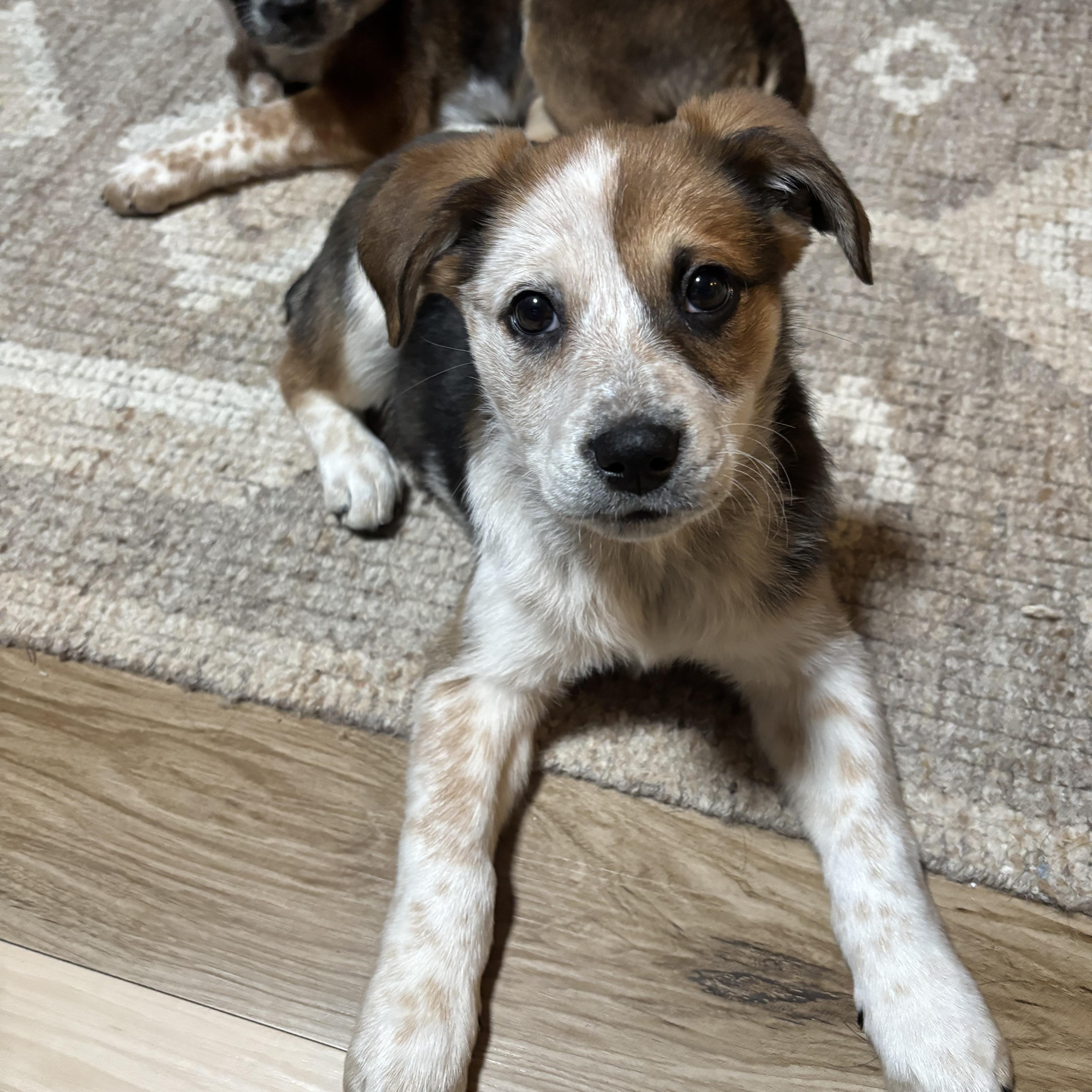 Enlarge Presley, a ADOPTABLE mixed breed in Jeffersonville, IN image 2/3