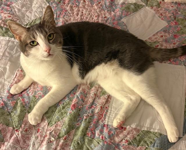 Sapphire, a Adoptable Domestic Short Hair in Schertz, TX image 1/6