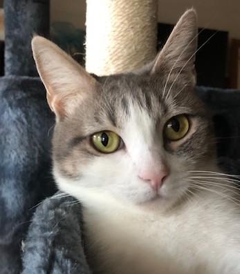 Sapphire, Adoptable, Adult Female Domestic Short Hair.