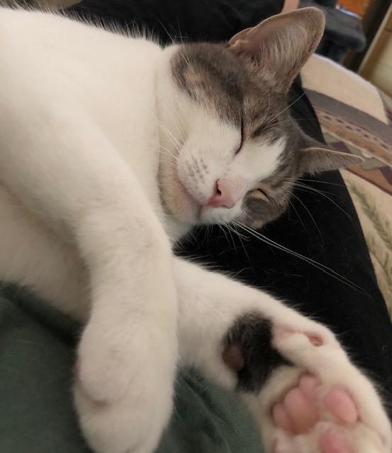 Sapphire, a Adoptable Domestic Short Hair in Schertz, TX image 6/6