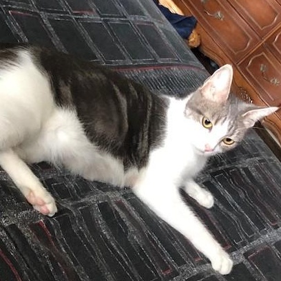 Sapphire, a Adoptable Domestic Short Hair in Schertz, TX image 5/6