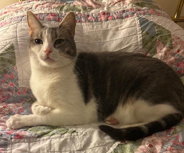 Sapphire, a Adoptable Domestic Short Hair in Schertz, TX image 2/6