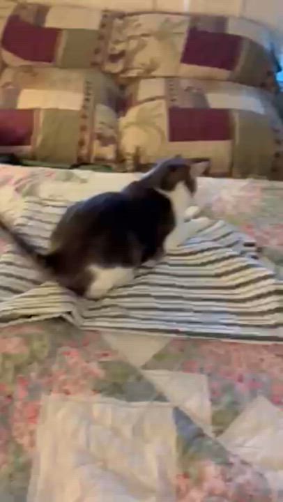 Enlarge Sapphire, a Adoptable Domestic Short Hair in Schertz, TX video 4/6