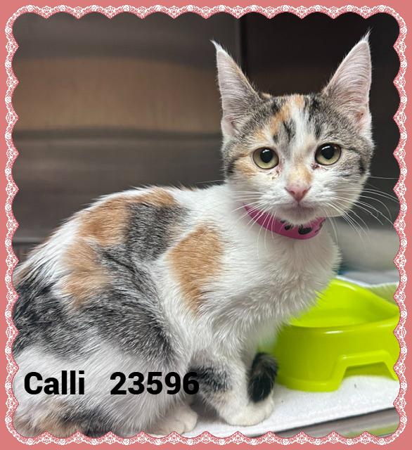 Enlarge CALLI, a Adopted mixed breed in Marietta, GA image 3/4