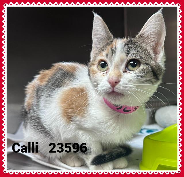 Enlarge CALLI, a Adopted mixed breed in Marietta, GA image 4/4