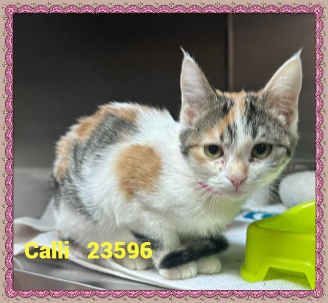 Enlarge CALLI, a Adopted mixed breed in Marietta, GA image 2/4