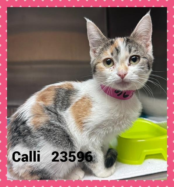 CALLI, Adopted, Kitten Female Domestic Medium Hair.