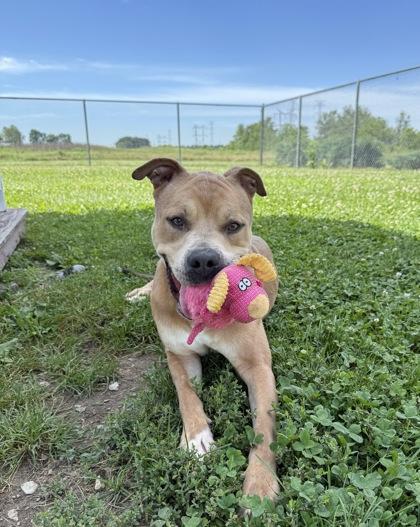 Nicko, Adoptable, Adult Male Mixed Breed & Mixed Breed.