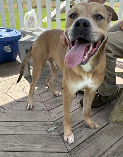 Enlarge Nicko, a Adoptable mixed breed in Columbus, IN image 3/3