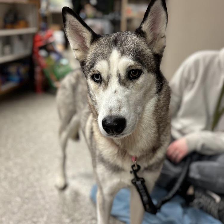 Enlarge Rosalina, a Adoptable mixed breed in Norfolk, NE image 1/2