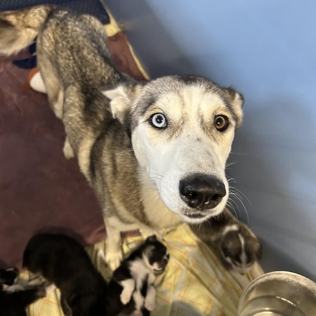 Enlarge Rosalina, a Adoptable mixed breed in Norfolk, NE image 2/2