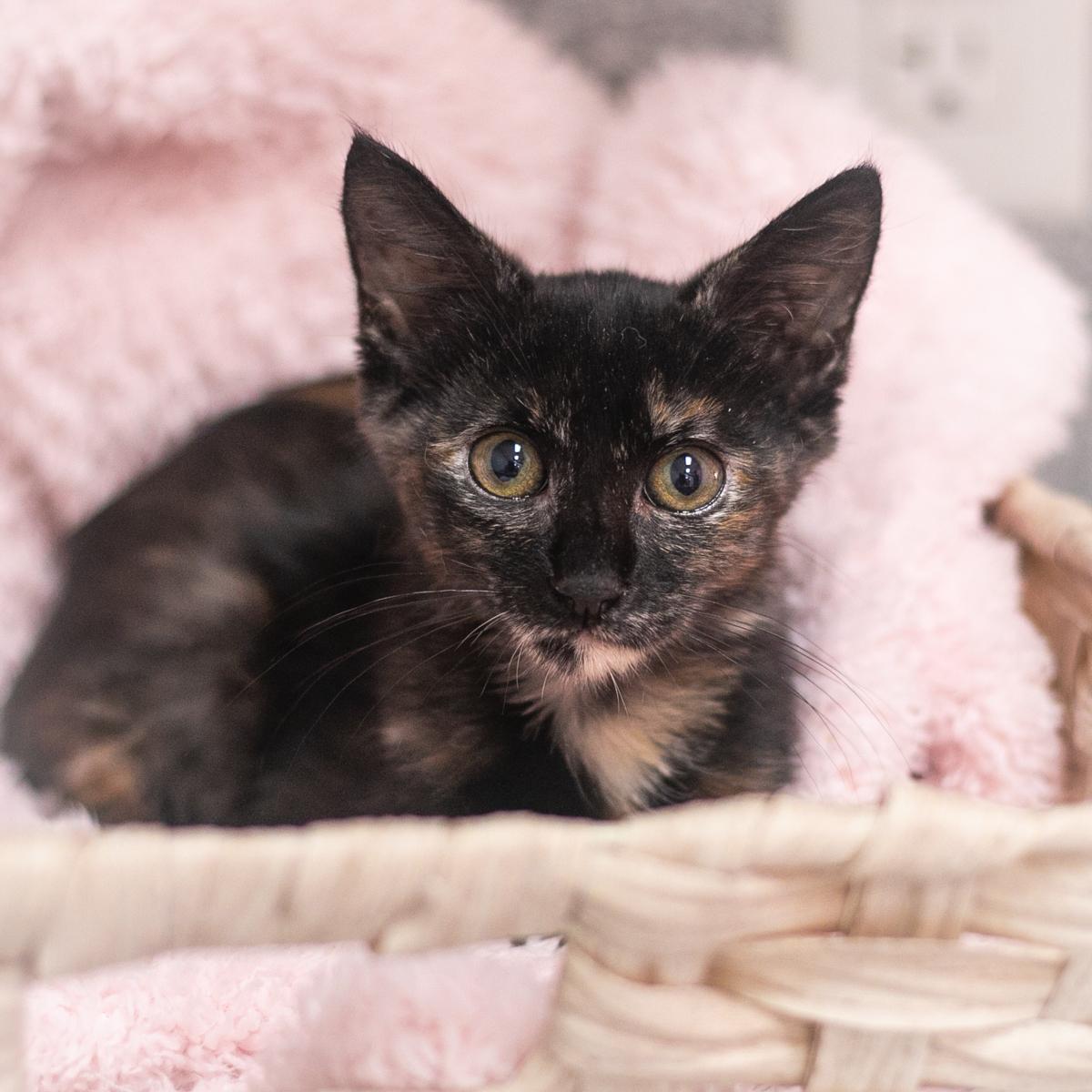 Enlarge Leia, a Adopted Domestic Short Hair in Ponte Vedra, FL image 2/3