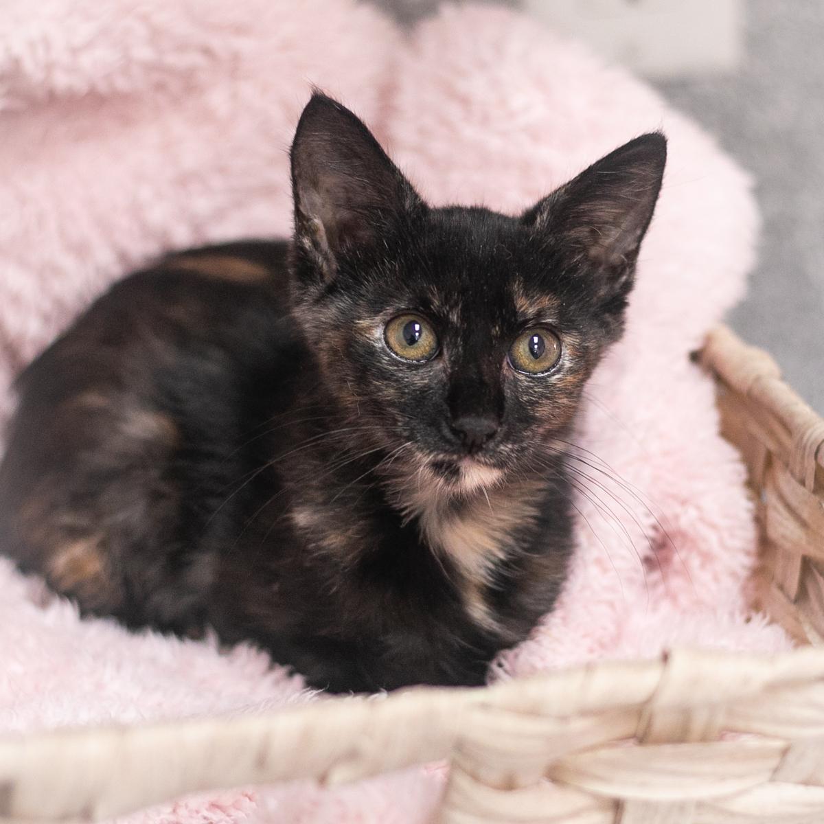 Enlarge Leia, a Adopted Domestic Short Hair in Ponte Vedra, FL image 3/3