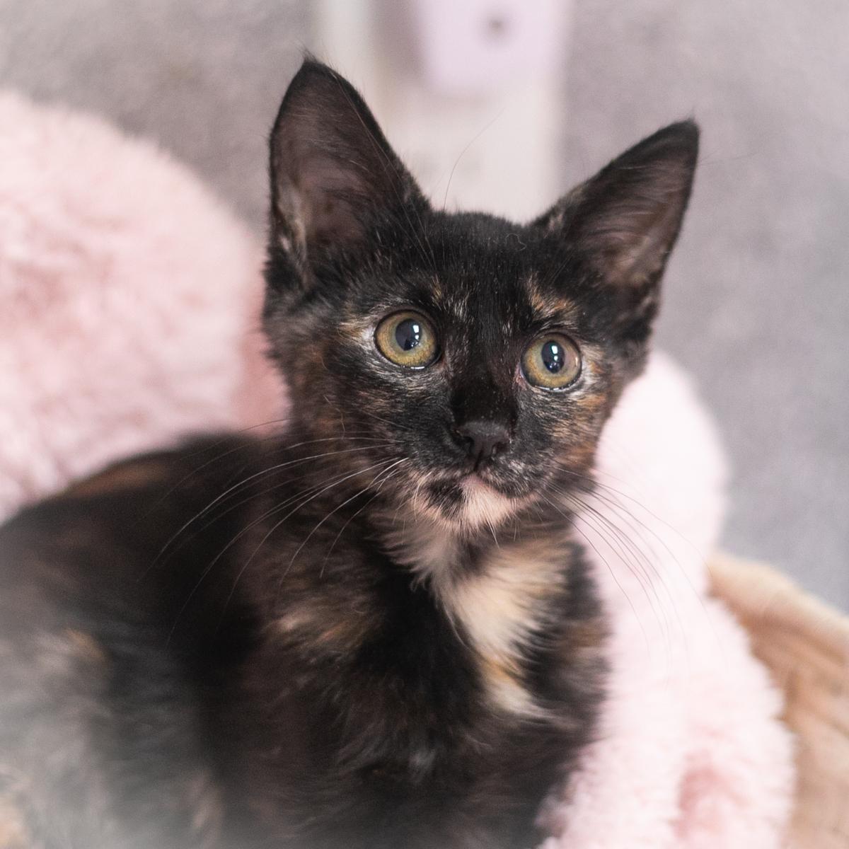 Leia, Adopted, Kitten Female Domestic Short Hair.