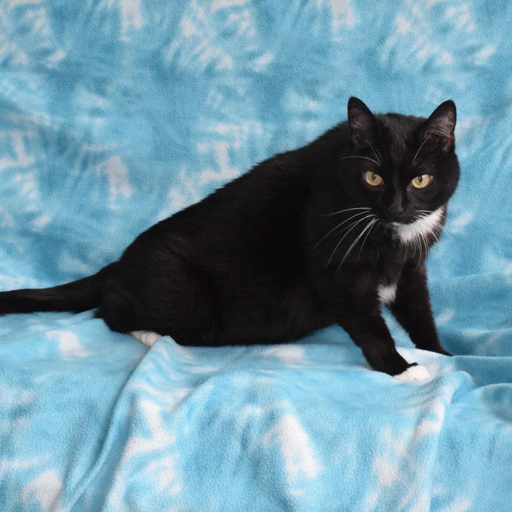 Sparkle, Adoptable, Senior Female Domestic Short Hair.