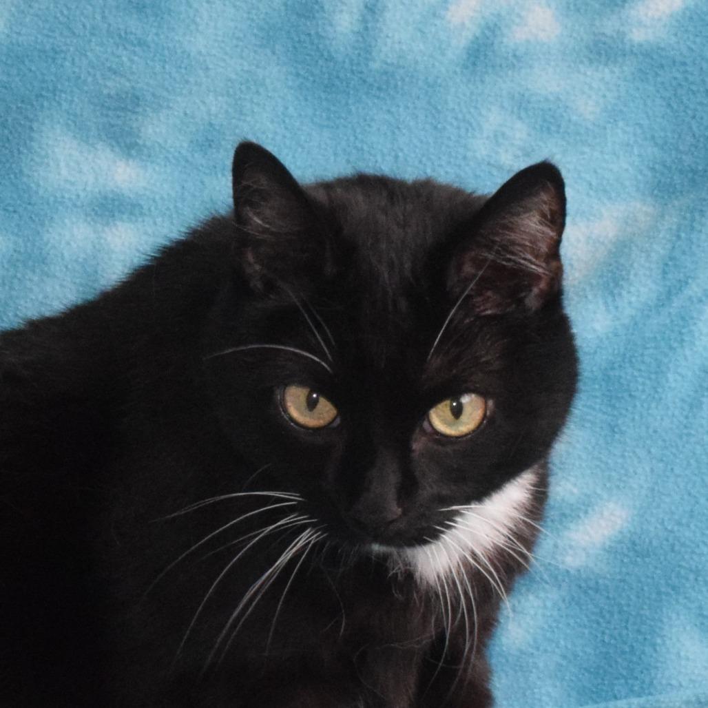 Sparkle, a Adoptable Domestic Short Hair in Eureka, CA image 2/3