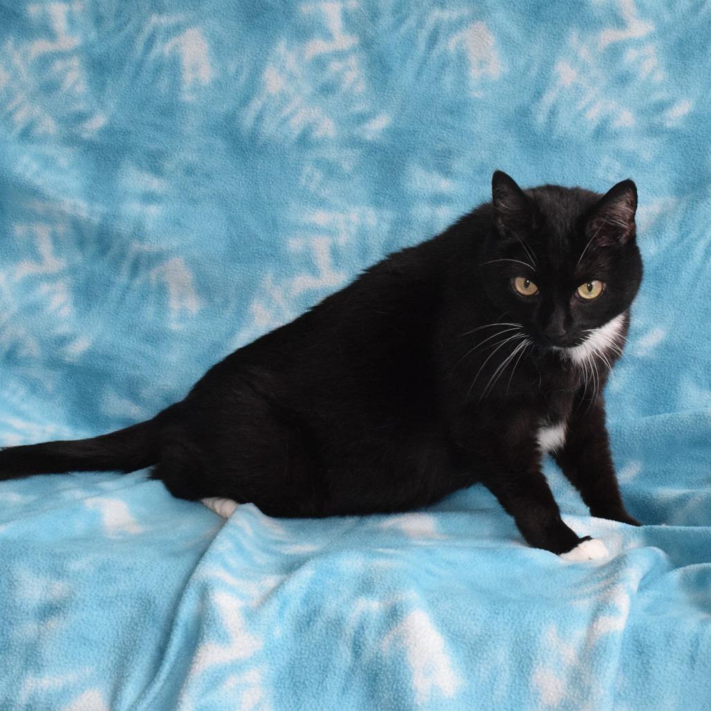 Sparkle, a Adoptable Domestic Short Hair in Eureka, CA image 3/3