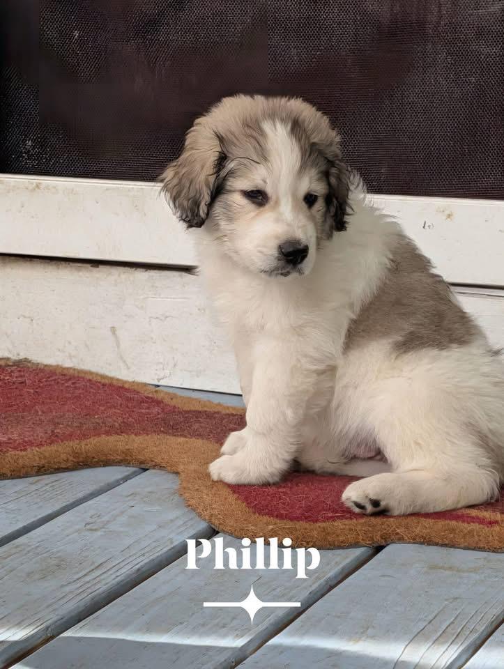 Phillip, Adoptable, Puppy Male Great Pyrenees & Poodle.