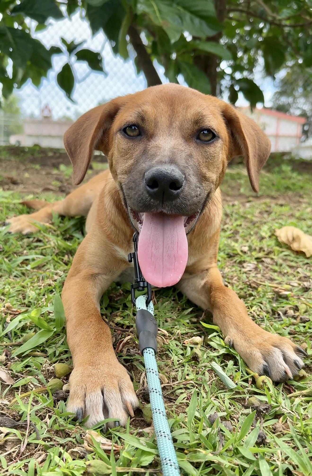 Enlarge Sprinkles - Beautiful Eye Girl *LOW ADOPTION FEE $250*, a Adoptable mixed breed in Boston, MA image 1/6