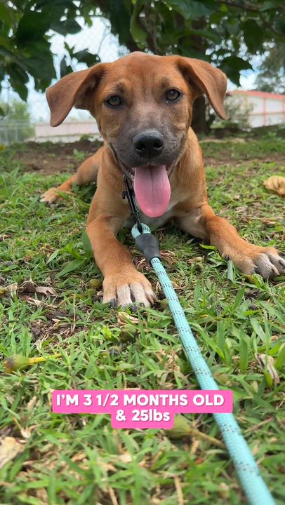 Enlarge Sprinkles - Beautiful Eye Girl *LOW ADOPTION FEE $250*, a Adoptable mixed breed in Boston, MA video 2/6