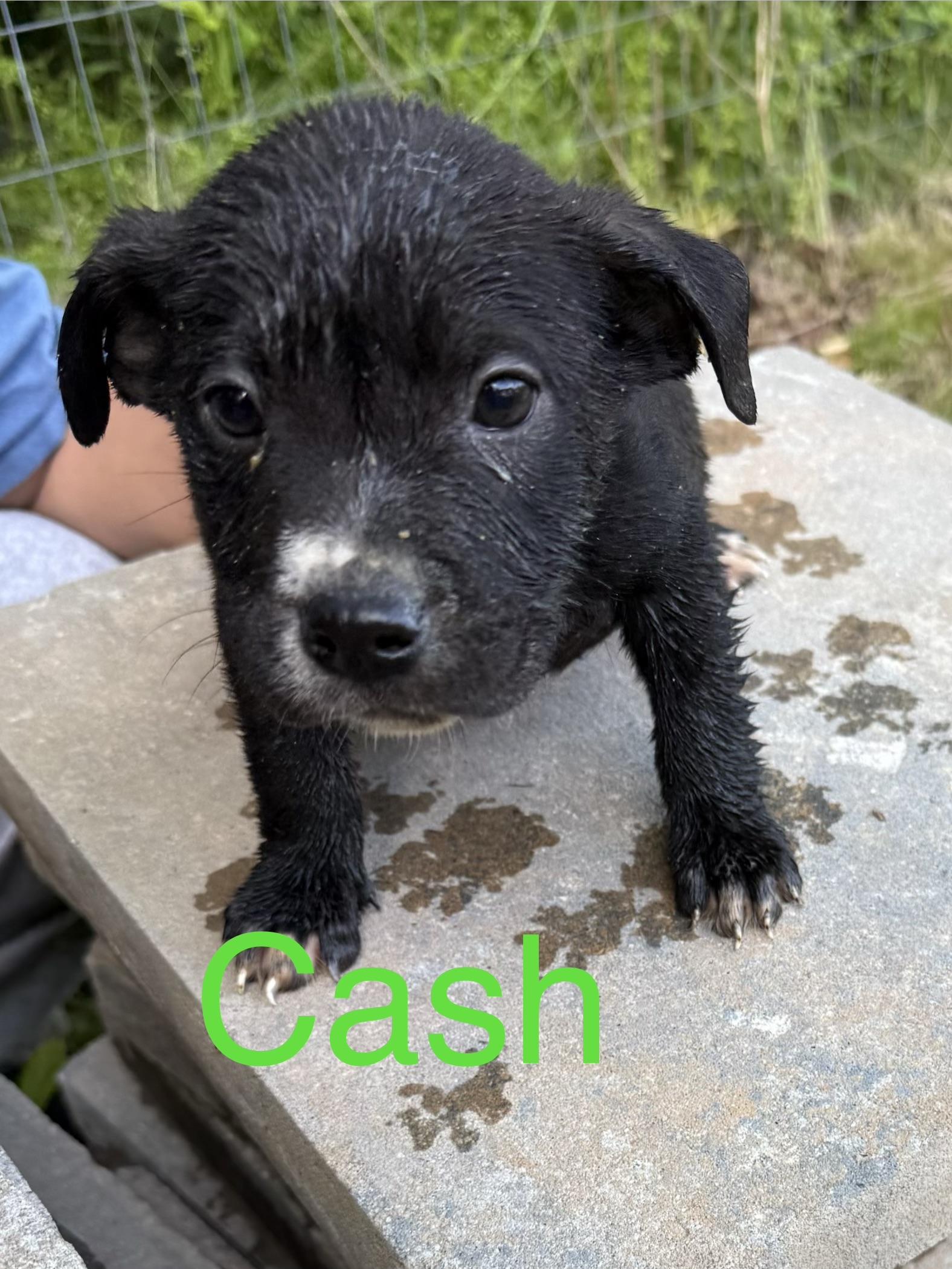Enlarge Cash, a ADOPTABLE mixed breed in Chattanooga, TN image 1/1