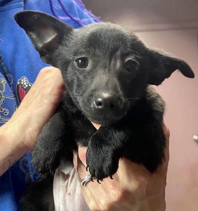 TOFU, ADOPTABLE, Puppy Male Chiweenie.