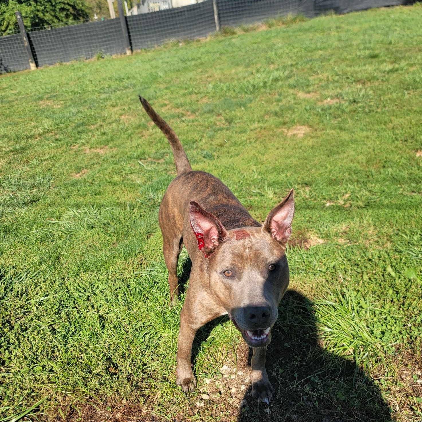 Hamlet, a Adoptable mixed breed in Knoxville, TN image 2/4