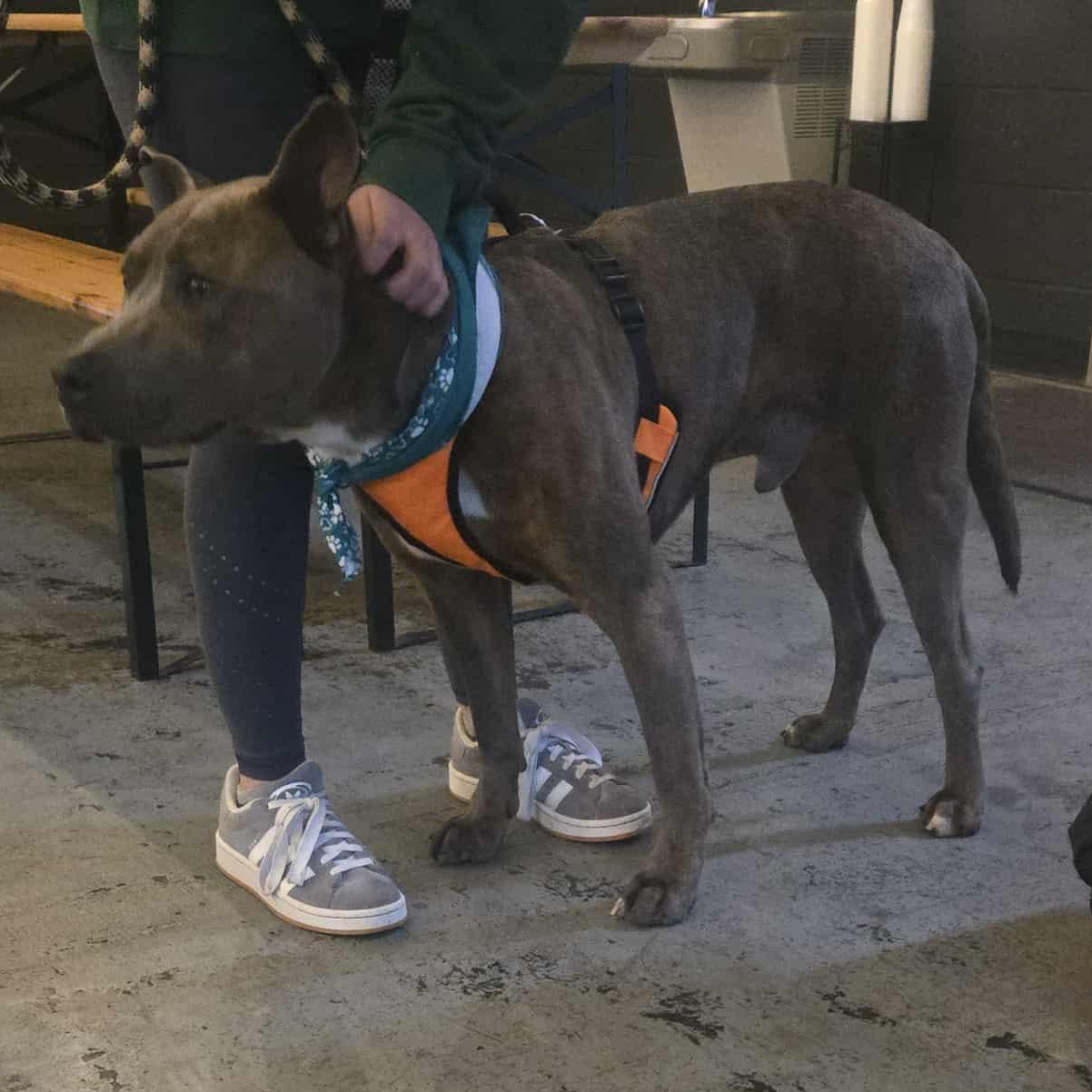 Hamlet, a Adoptable mixed breed in Knoxville, TN image 3/4