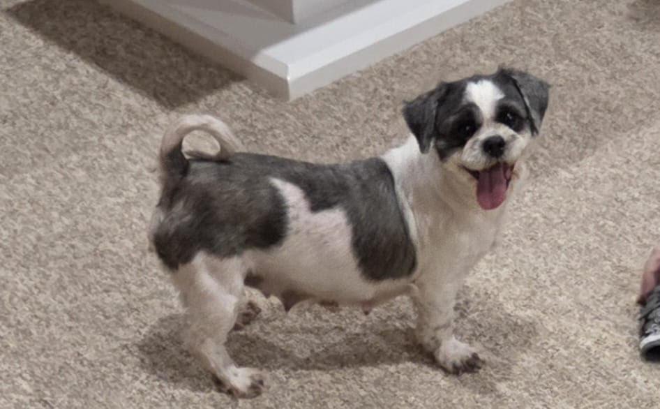 April 4424, Adoptable, Adult Female Shih Tzu.