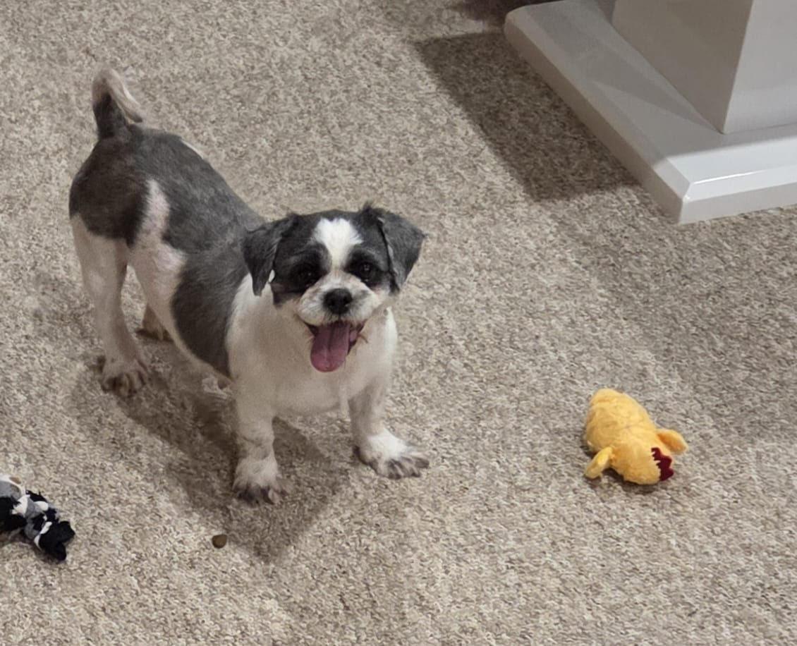 Enlarge April 4424, a Adoptable Shih Tzu in Pickering, ON image 2/3