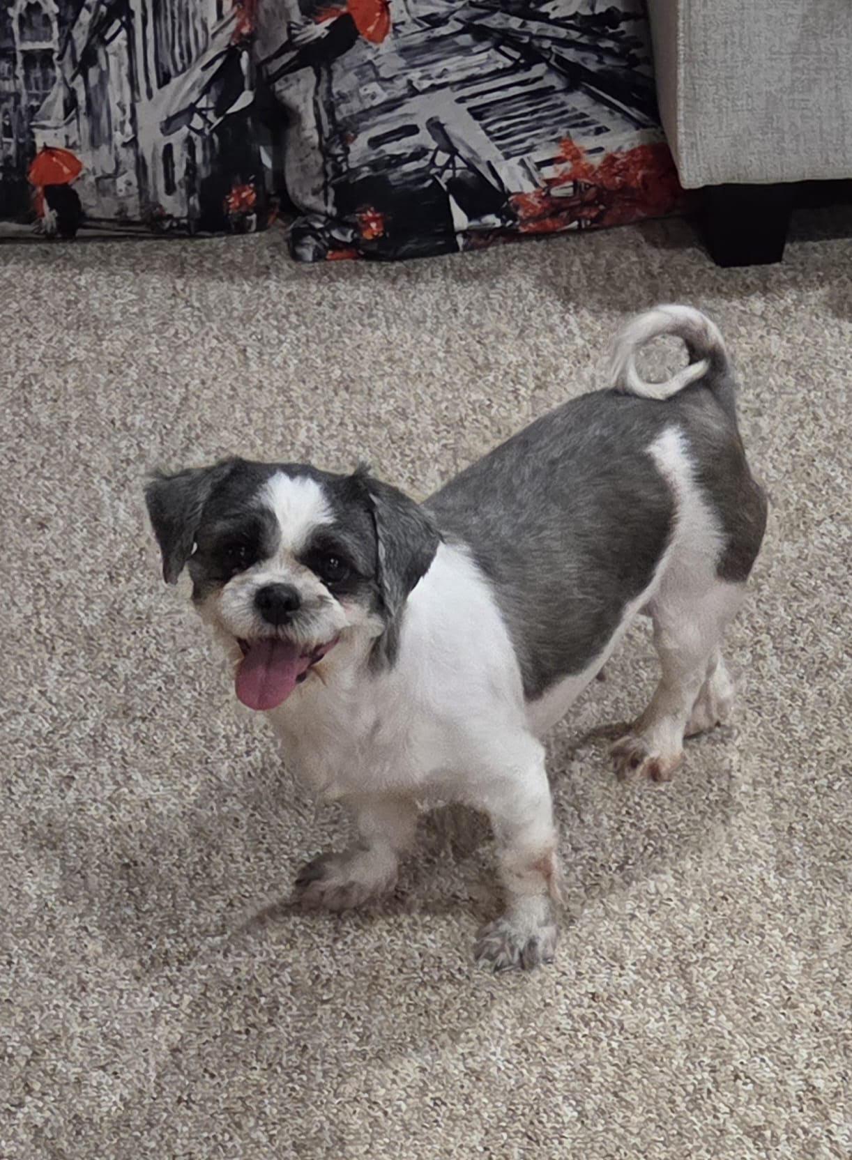 Enlarge April 4424, a Adoptable Shih Tzu in Pickering, ON image 3/3