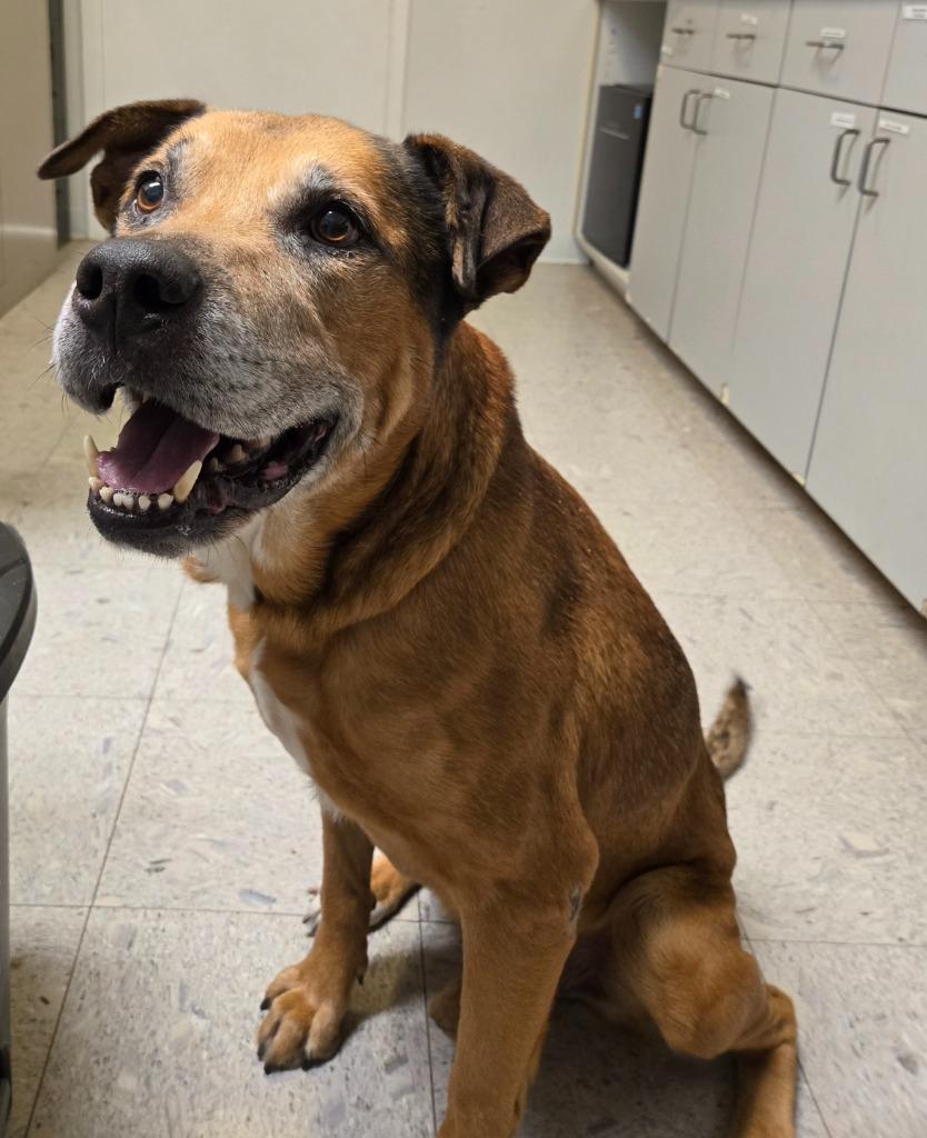 Truman, Adoptable, Adult Male Boxer.