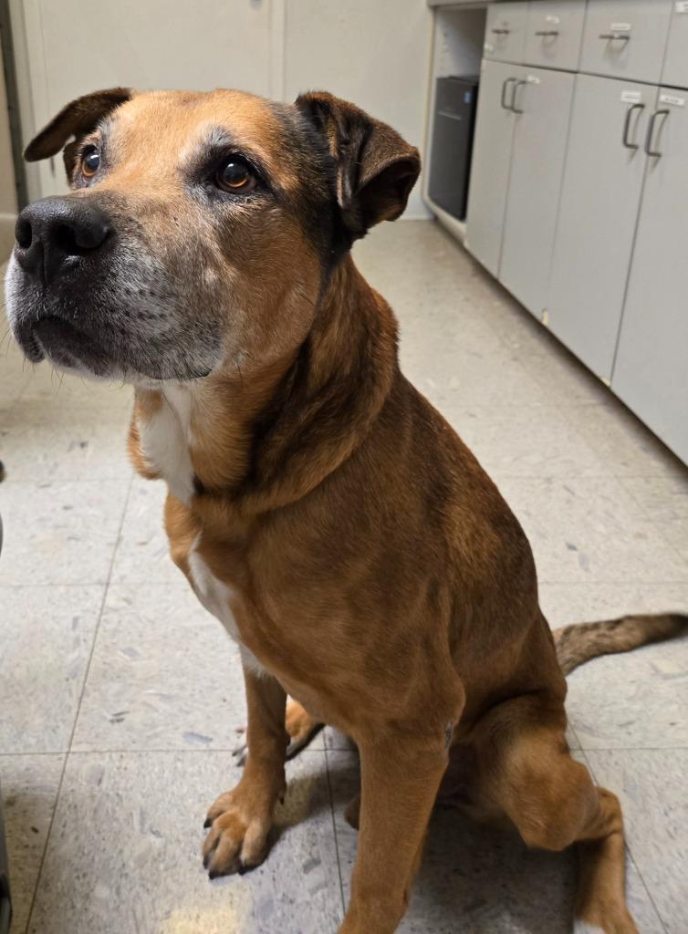 Truman, a Adoptable mixed breed in Sandusky, OH image 2/2