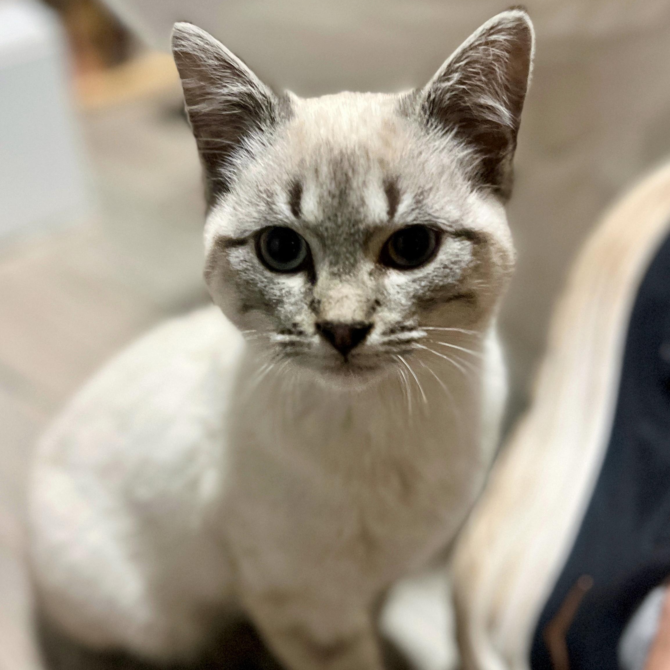 Miso, ADOPTABLE, Kitten Male Domestic Short Hair.