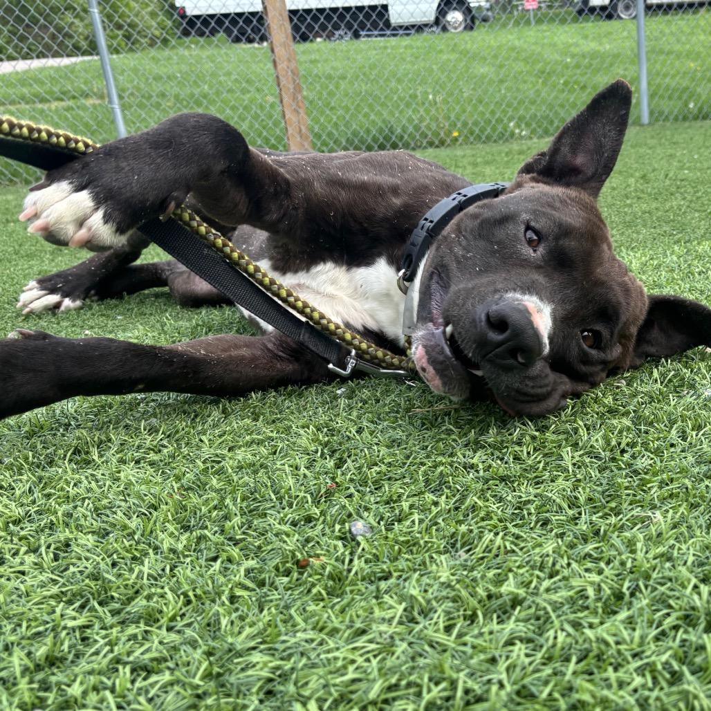 Antoni, Adoptable, Adult Male Mixed Breed.