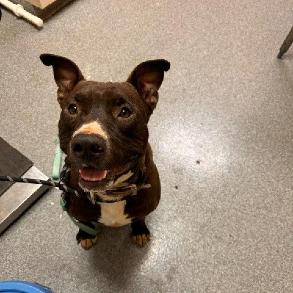 Enlarge Antoni, a Adoptable Mixed Breed in Batavia, OH image 2/6