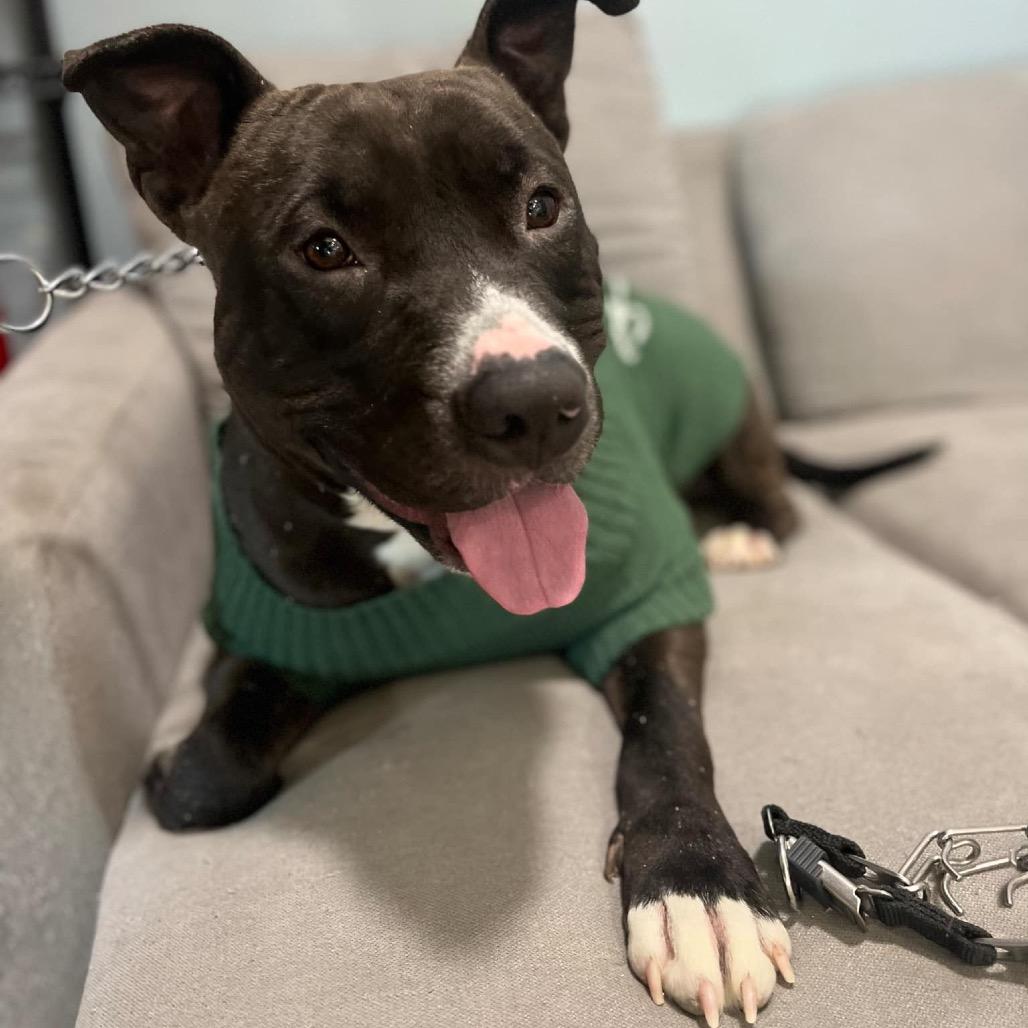 Enlarge Antoni, a Adoptable Mixed Breed in Batavia, OH image 4/6