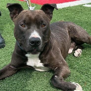 Enlarge Antoni, a Adoptable Mixed Breed in Batavia, OH image 5/6