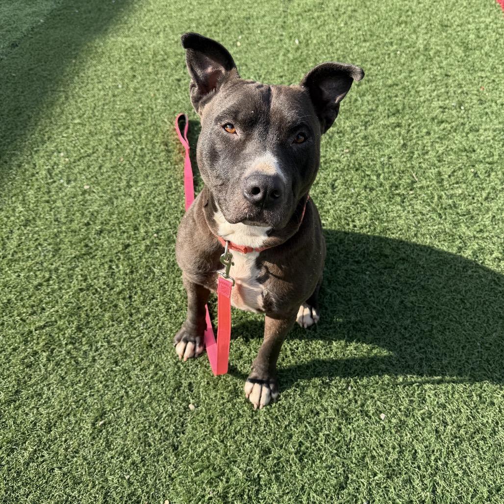 Antoni, a Adoptable Mixed Breed in Batavia, OH image 6/6